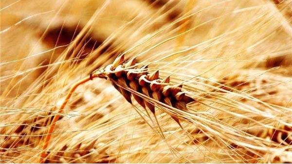 看2019年糧食價格趨勢，種糧人能掙錢嗎？