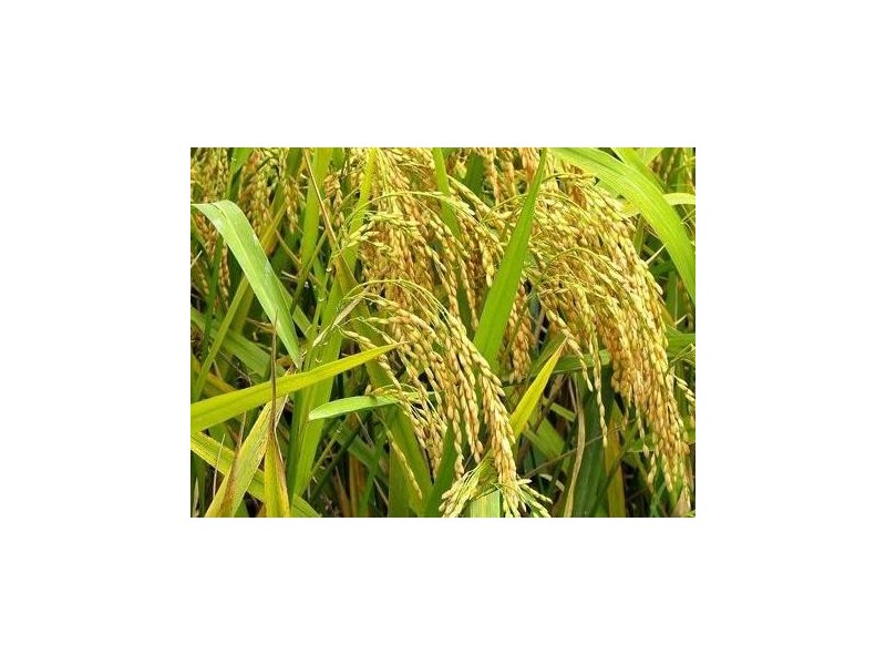 確保早稻穩(wěn)產(chǎn)量，手中有糧心不慌
